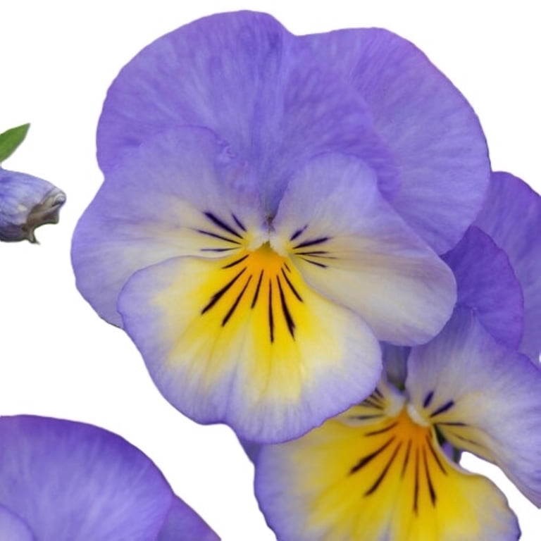 Better Homes & Gardens Outdoor Live Plant Viola Pansy Halo Sky Better Homes & Gardens Outdoor Live Plant Viola Pansy Halo Sky