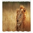 thumbnail image 3 of Wildlife Shower Curtain, Big Male Lion Leo Laying Resting in Dense Grass Field Dangerous Carnivore Predator, Fabric Bathroom Set with Hooks, 69W X 75L Inches Long, Multicolor, by Ambesonne, 3 of 3