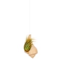 thumbnail image 3 of Hanging Air Plant Holder – Whelk Sea Shell and Live Tillandsia Airplant Gift Set, 3 of 6