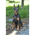 thumbnail image 2 of Hi Line 12” Sitting Doberman Pinscher Dog Garden Statue, Durable Polyresin, 2 of 5