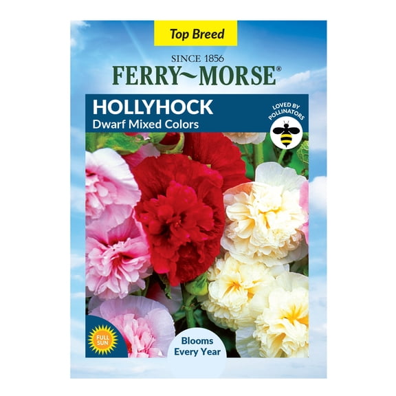 Ferry-Morse 350MG Hollyhock Dwarf Mixed Colors Perennial Flower Seeds, Full Sun