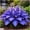 B, variant on Striking Hosta—Stunning Clump-Forming—Simply Beautiful Flowering for Enhanced Garden Aesthetics—Year-Round Ornamental