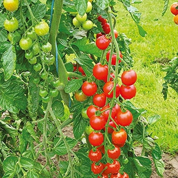 Sweetie Tomato Seeds - 200 Count Seed Pack - Non-GMO - A Prolific Variety That Produces an Abundance of Super Sweet, Small Cherry-Sized Tomatoes. - Country Creek Acres