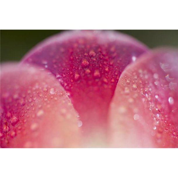 Posterazzi DPI1831944LARGE Gros Plan de Rosée sur une Affiche à Pétales de Tulipes, Grand - 40 x 26