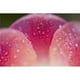 Posterazzi DPI1831944LARGE Gros Plan de Rosée sur une Affiche à Pétales de Tulipes, Grand - 40 x 26 – image 1 sur 1