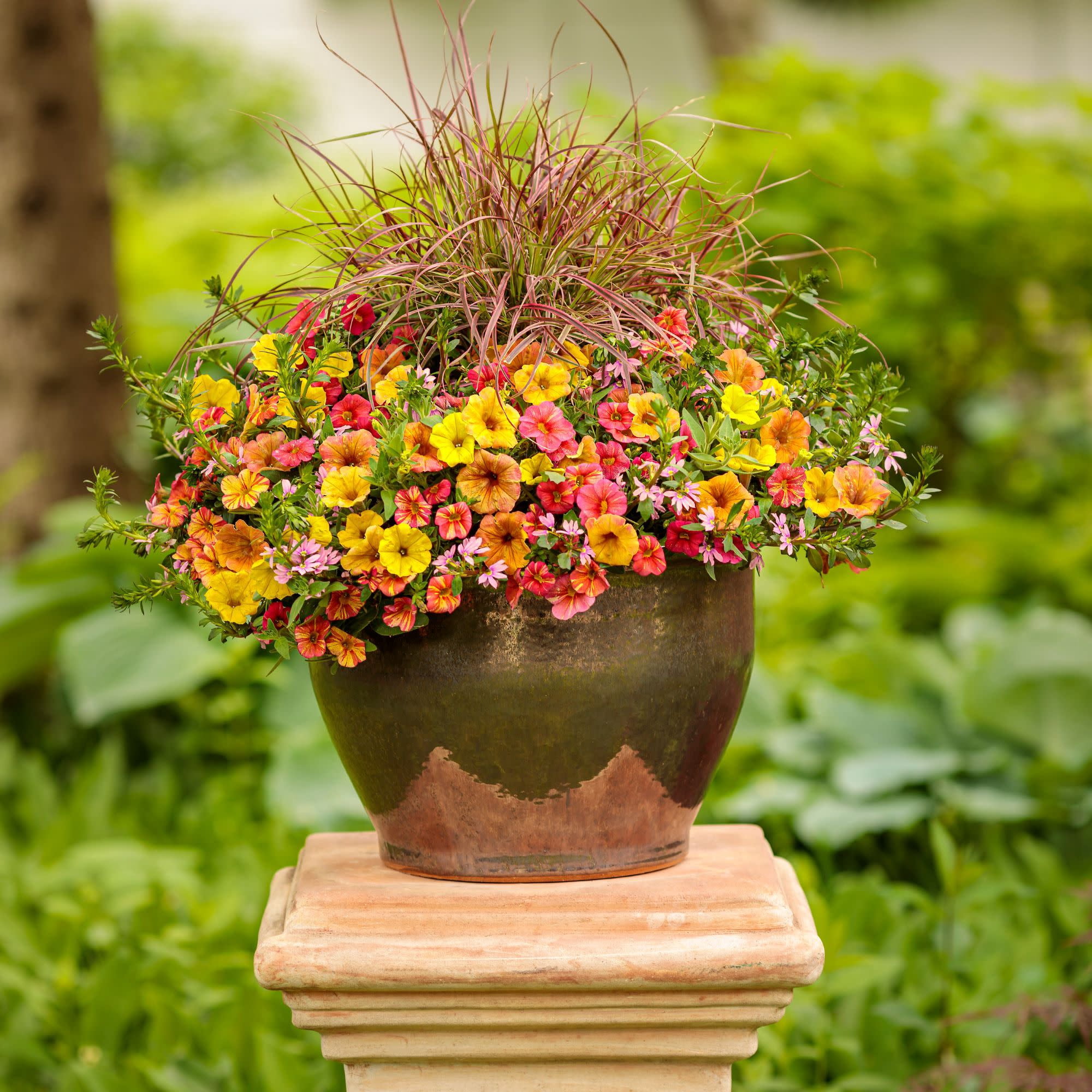 Proven Winners 4" Whirlwind Pink Fan Flower Live Plant in 4.25" Pot (4 Count)