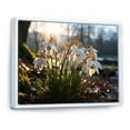 thumbnail image 2 of Designart "White Snowdrops landscape III" Floral Floater Framed Canvas Print, 2 of 7