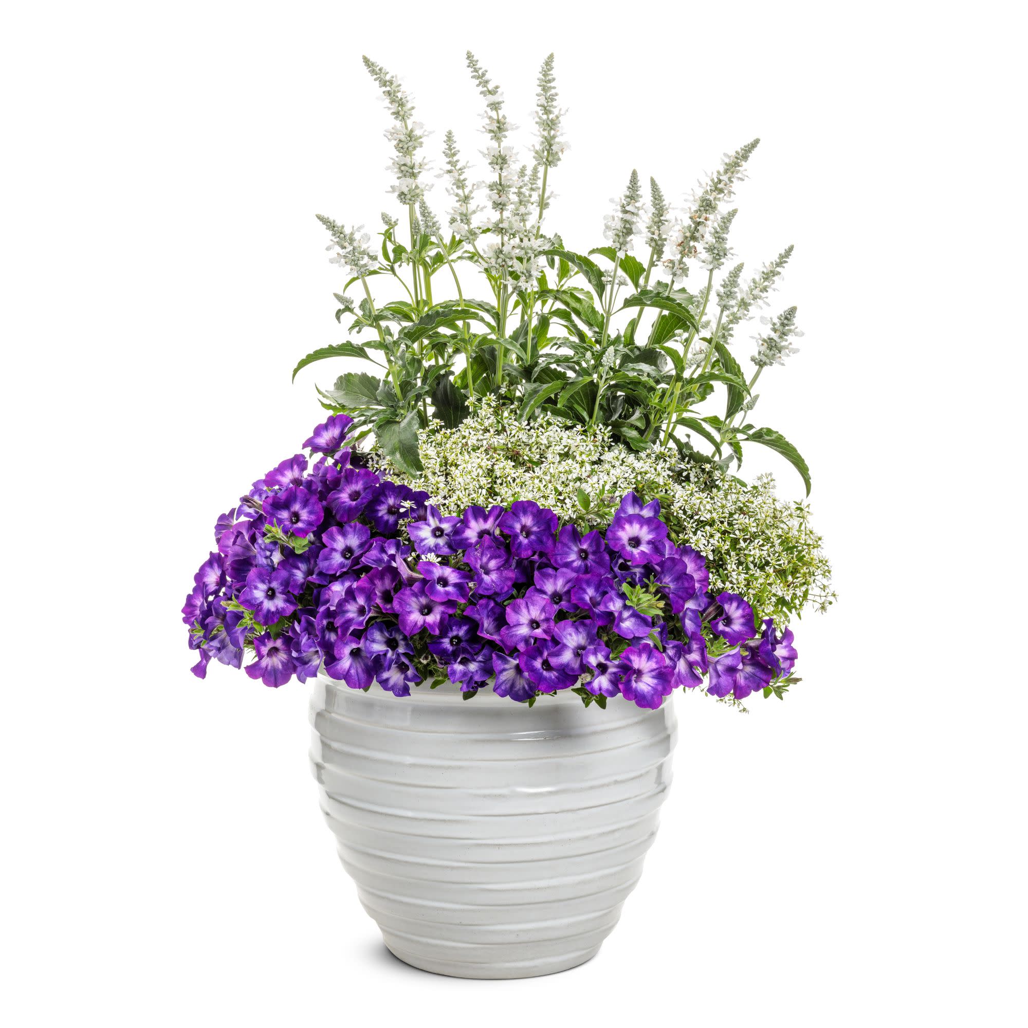 Proven Winners 4" Purple Supertunia Blue Tiara Petunia Live Plant in 4.25" Pot (4 Count)