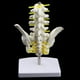thumbnail image 4 of Modelo Esquelético de Pelvis Humana y 5 Vértebras Lumbares Suministro de Laboratorio SM SunniMix Estatua de esqueleto de pelvis humana, 4 of 8