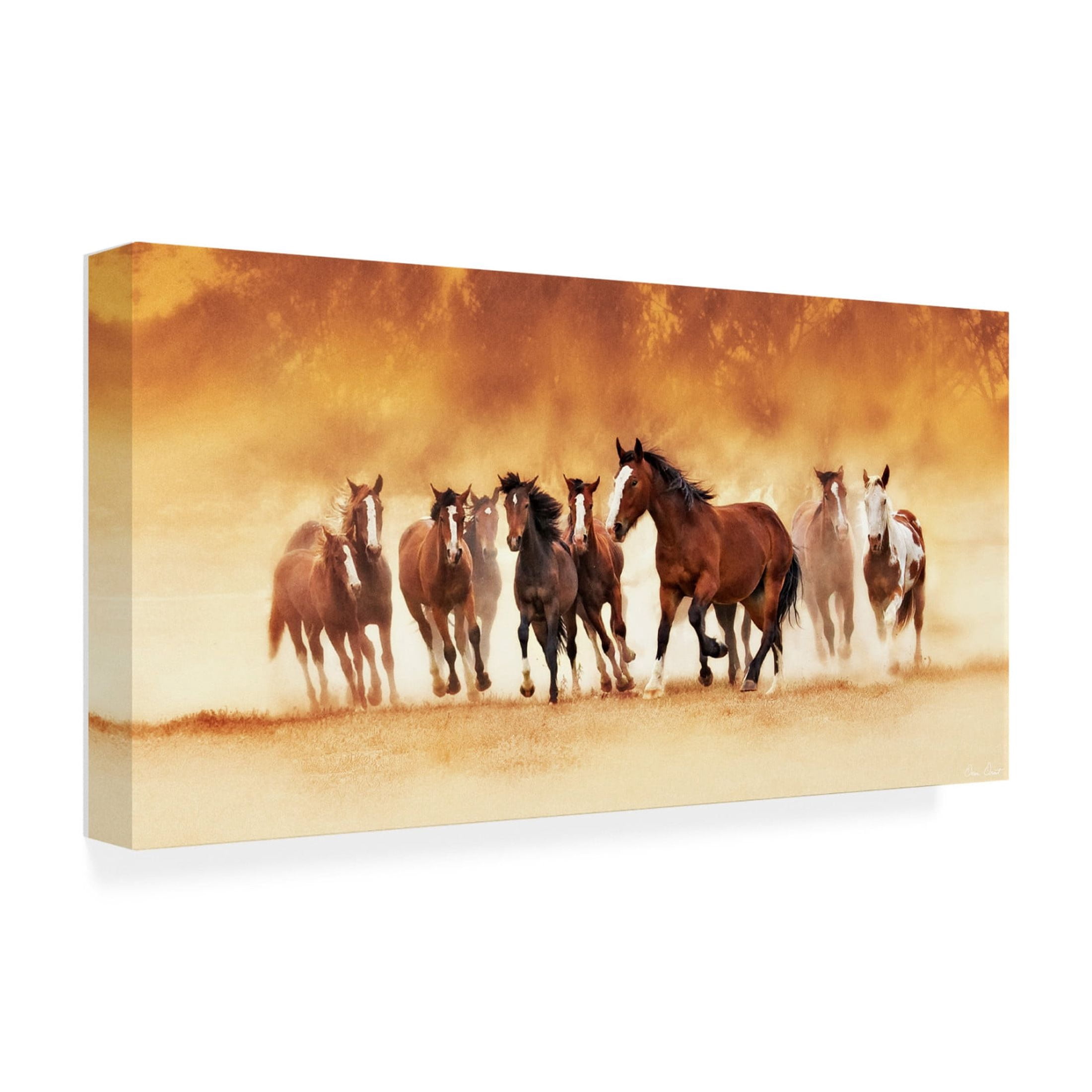 Trademark Fine Art David Drost  Running Wild Canvas Wall Art