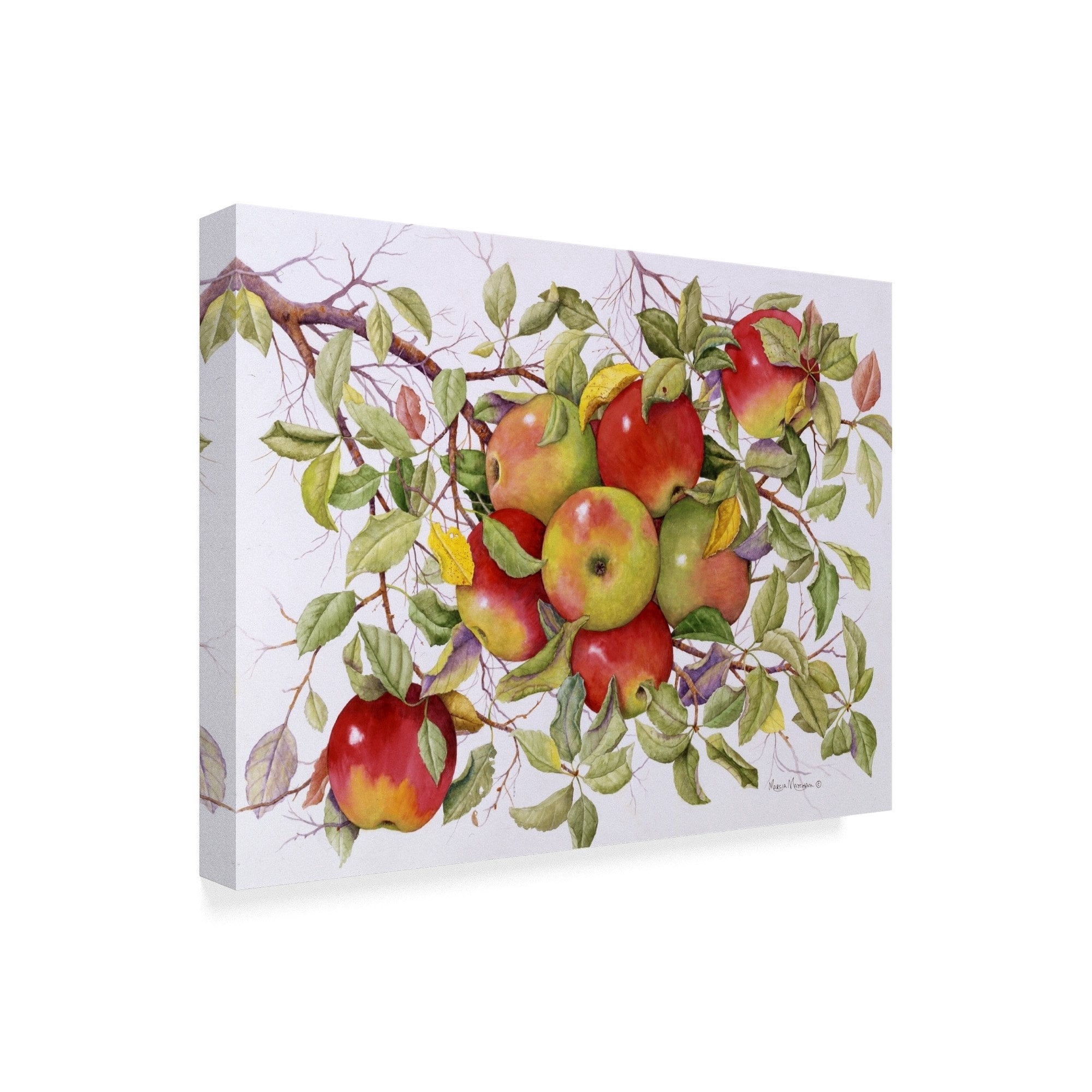 Trademark Fine Art 'Apples On A Branch' Canvas Art by Marcia Matcham