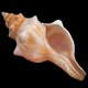 thumbnail image 2 of Caracol de mar y caracol de cuerno de oveja - Caracol espiral rojo - Juego de 2 piezas para exhibición o decoración, 2 of 4