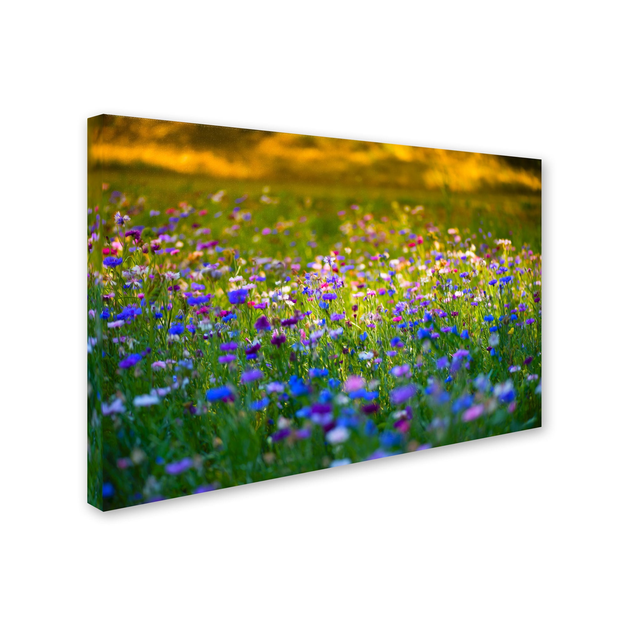 Trademark Fine Art "Candy Fields" Canvas Art by Philippe Sainte-Laudy