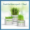 thumbnail image 5 of Bellrock Growers 669828550052 Pet Greens Cat Organic Self Grow Kit, 5 of 9