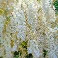 thumbnail image 5 of White Wisteria Flowering Vine, 5 of 7