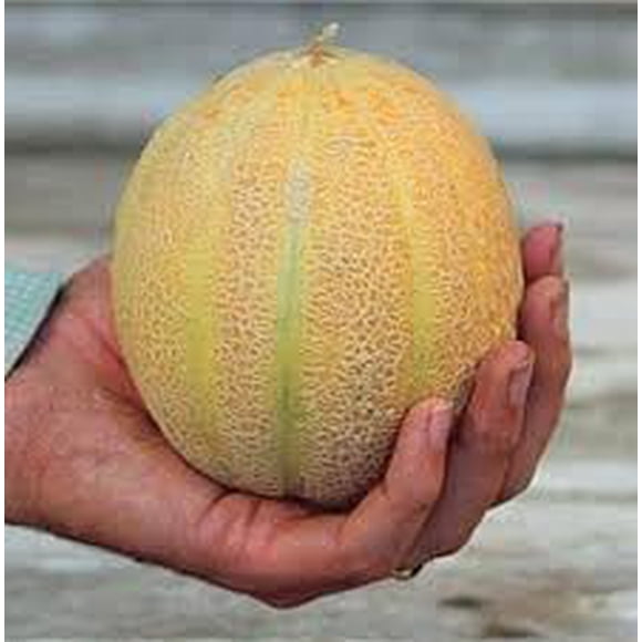 GSDWIUEW 15+ Graines de Cantaloup Minnesota Midget, Produisent une Abondance de Mûrissement Précoce mini Portion Individuelle de Melons Qui Mesurent 4-6 Pouces de Large. Parfait pour les Petits Espaces et le Jardinage en Contenant.
