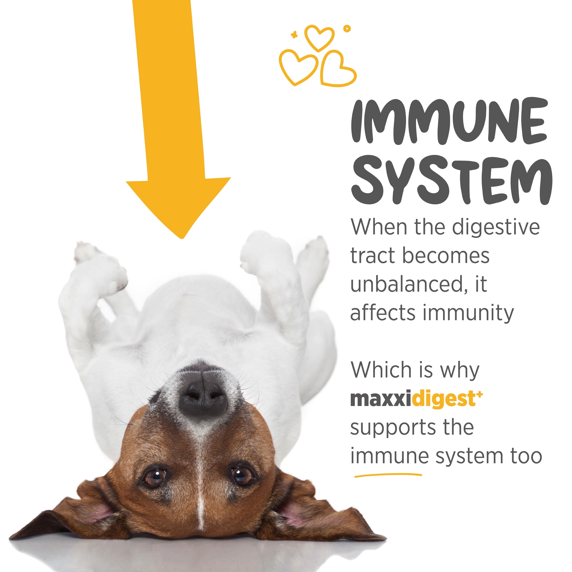 maxxidigest+ Probiotic & Prebiotic Powder Supplement - Digestive & Immune Support for Dogs, 7oz