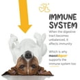 thumbnail image 5 of maxxidigest+ Probiotic & Prebiotic Powder Supplement - Digestive & Immune Support for Dogs, 13.2oz, 5 of 9