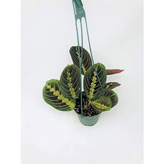 Red Prayer Plant - Maranta - Easy To Grow House Plant - 4" Hanging Basket