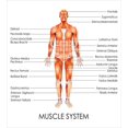 thumbnail image 3 of Human Anatomy Duvet Cover Set, Muscle System Diagram of Man Body Features Biological Elements Scheme Image, Decorative 3 Piece Bedding Set with 2 Pillow Shams, Queen Size, Coral, by Ambesonne, 3 of 3
