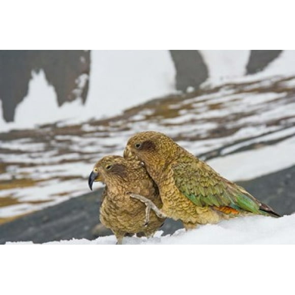 New Zealand, South Island, Arrowsmith, Kea birds Poster Print by Fredrik Norrsell (26 x 17)
