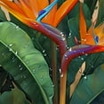 thumbnail image 5 of Chilfamy Bird of Paradise Flower Leaves Digital Painting Shower Curtain with Hooks, Cloth Fabric Bathroom Decor Set 100% Polyester Home Bathtubs Bathroom Decoration Set 60x72, 5 of 7