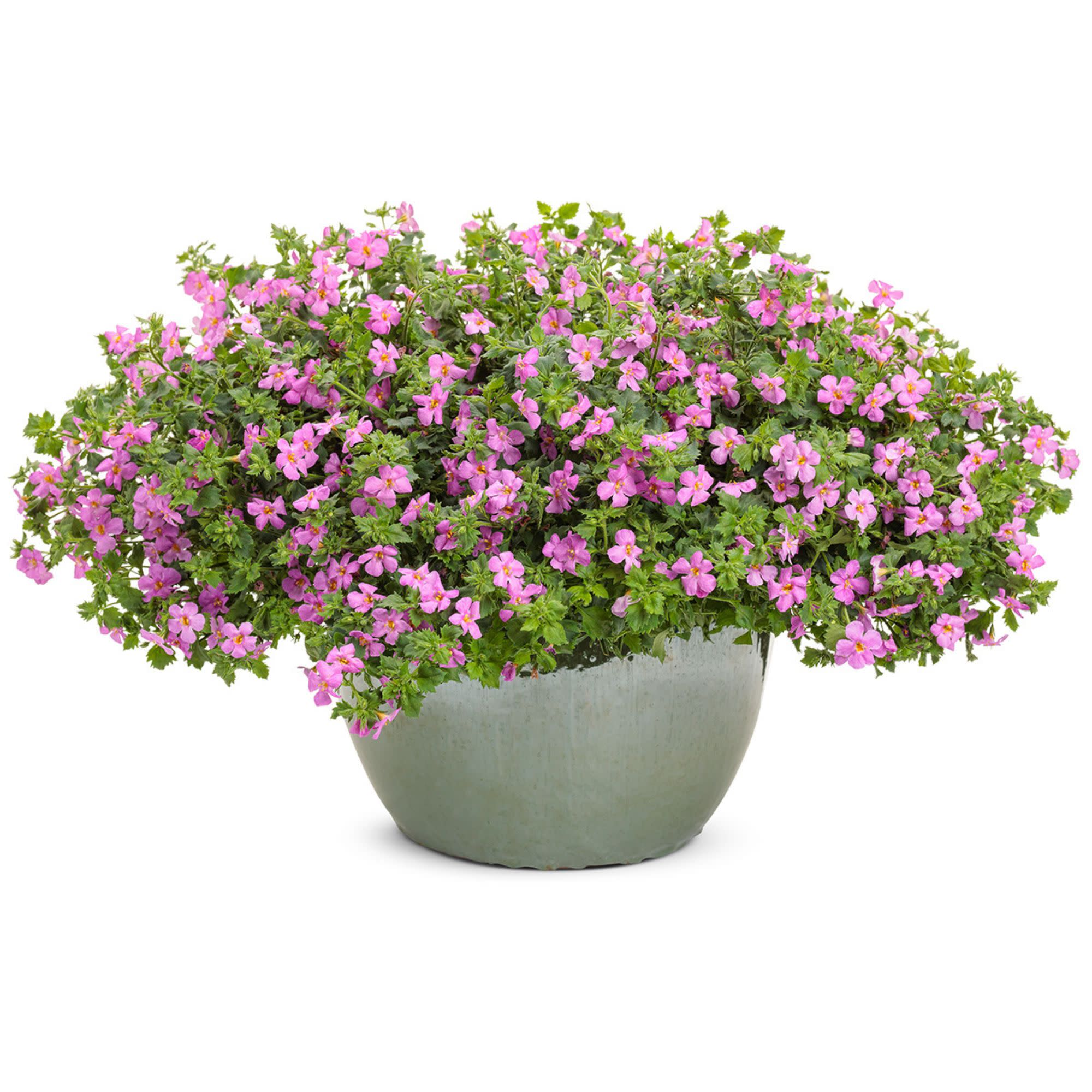 Proven Winners 4" Pink Snowstorm Rose Bacopa Live Plant in 4.25" Pot (4 Count)