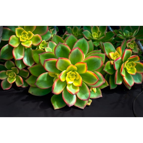 Kiwi Aeonium Seeds for Planting - 30 Seeds -Aeonium percaneum - Ships from Iowa, USA - Grow Exotic Succulent Cacti Bonsai