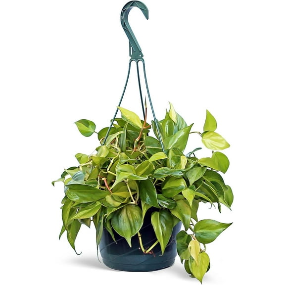 Live Philodendron Scandens Brazil, Brazilian Philodendron, Mother's Day Gift, Plant Birthday Gift, Indoor Plant in Pot, Trailing Houseplant in 8" Hanging Basket