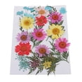 thumbnail image 3 of 25X Hermosas múltiples Flores das secas reales Hojas secas pa manualidades Proyectos de decoración de bricoje Jabón F Macarena Flores secas prensadas naturales, 3 of 8