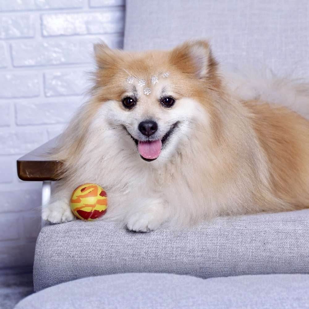 Hevea Pet Natural Rubber Non Toxic EcoPlay Orb Dog Toy
