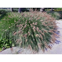 25 Dwarf Purple CHINESE FOUNTAIN GRASS Pennisetum Alopecuroides Hardy Ornamental Seeds