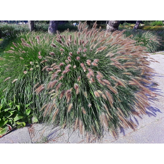 25 Dwarf Purple CHINESE FOUNTAIN GRASS Pennisetum Alopecuroides Hardy Ornamental Seeds