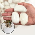 thumbnail image 6 of 38LBS Large White River Rocks 2-3 Inch - Natural Polished Pebbles for Landscaping, Garden Decor, Aquariums, Decorative Stones for Pathways, Planters, 6 of 10