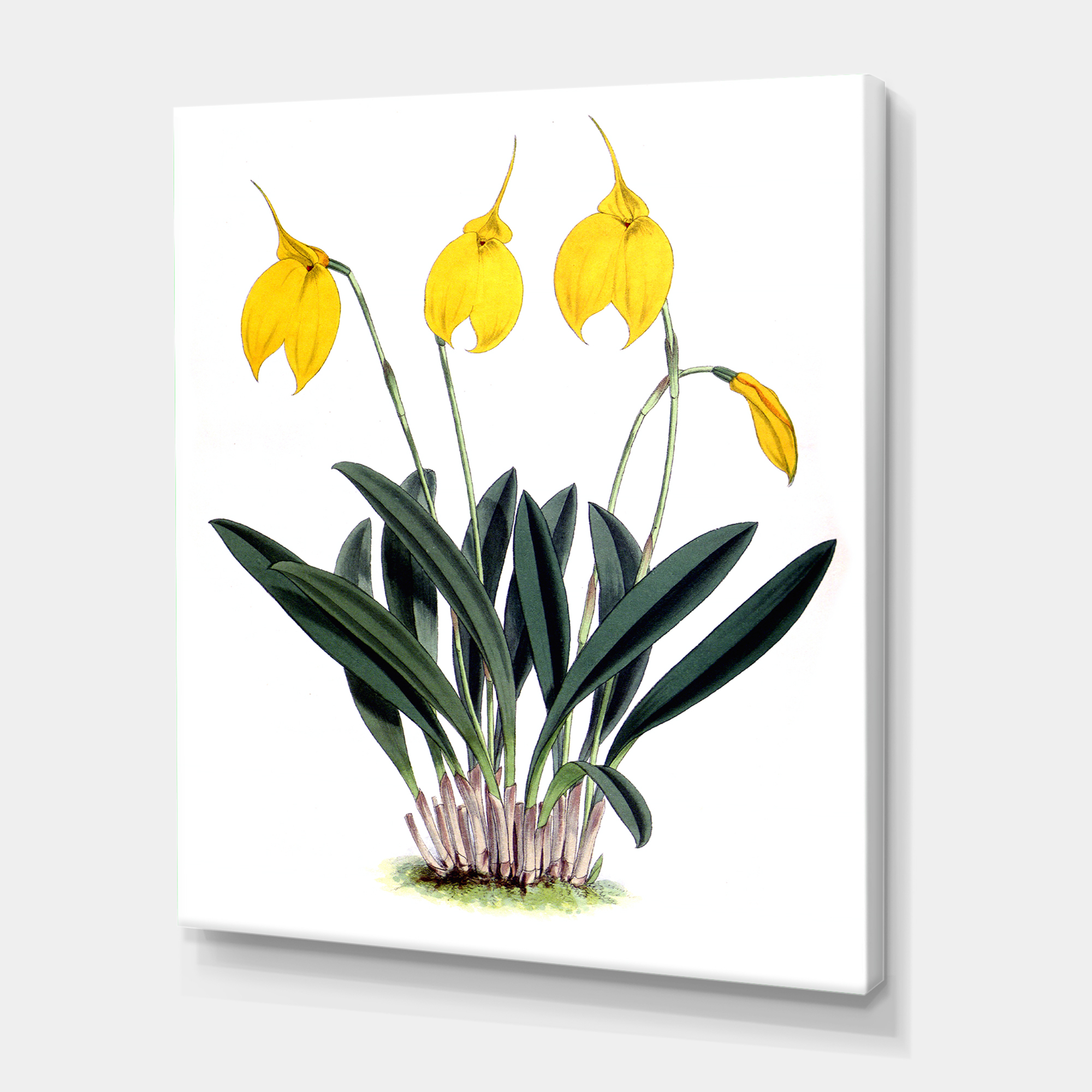 Orchid Retro Flowers 30 in x 40 in Painting Canvas Art Print, by Designart