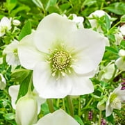 Great White Lenten Rose (Helleborus) Potted Flowering Perennial Starter Plant