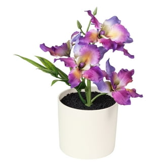 a clusia plant Buy Small Leafed Clusia Plant - Clusia main image 0