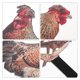 thumbnail image 3 of FESTFENDS 2Ud Señal De Patio Con Estaca En Forma De Gallina Para Exterior, 3 of 6