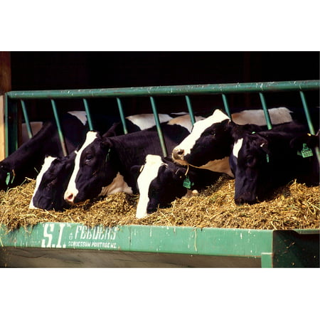 canvas print holstein feed cows farm animal cattle dairy stretched canvas 10 x
