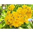 thumbnail image 5 of 10 TECOMA STANS (Yellow Trumpetbush / Yellow Bells / Yellow Elder / Esperanza) Flower Shrub Bush Seeds, 5 of 10