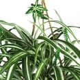 thumbnail image 2 of Spider Hanging Basket Silk Plant, 2 of 4