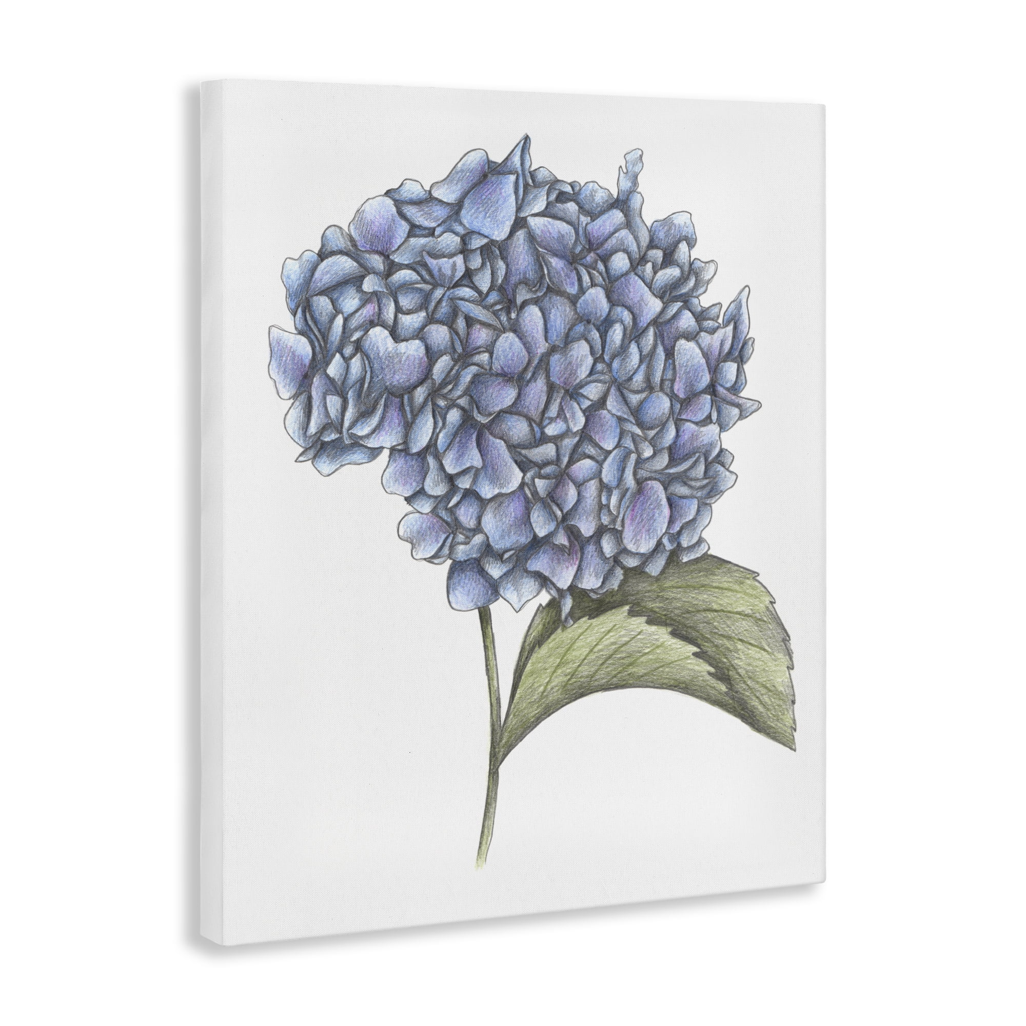 Hydrangea Sketch Blossom Canvas Wall Art, design by Cecilia Battaini