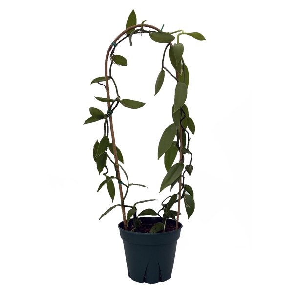 Green Vanilla Bean Orchid Plant With Trellis 8" pot