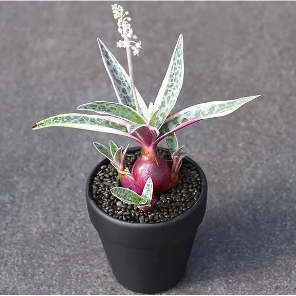Variegated Silver Squill Live Plant in 2.5" Pot - Pink Silver Squill - Variegated Ledebouria Socialis - Houseplant