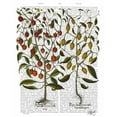 thumbnail image 3 of Fab Funky 20x24 Black Modern Framed Museum Art Print Titled - Peppers 1, 3 of 5