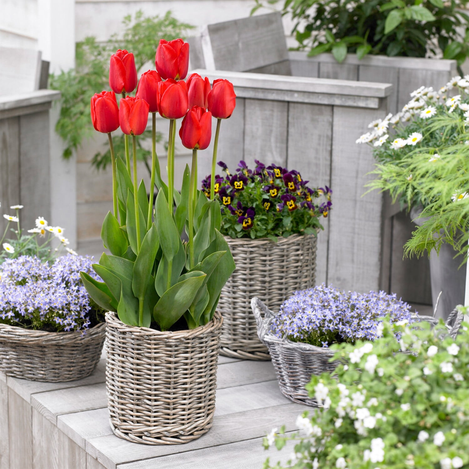 Garden State Bulb Darwin Hybrid Red Impression Tulip Bulbs, 12/+ cm (Bag of 25)