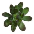 thumbnail image 4 of Mainstays Artificial Succulent Pick 2.5 inch x 4.75 inch Green Echeveria With Purple Tips, 4 of 5