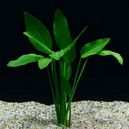 Radican Sword Plant Potted - Beginner Tropical Live Aquarium Freshwater (Best Freshwater Fish For Beginners)