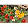 thumbnail image 2 of 30 Mixed Colors GAZANIA Rigens Treasure Flower Seeds, 2 of 11