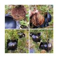 thumbnail image 3 of 6pcs Plant Assisted Rooting Device High Pressure Propagation Ball Box Grafting Plant Propagator Rooting Ball Devices Assisted Cutting Rooting Plant for Garden Grafting Rooting Growing Breeding(S+M+L), 3 of 5